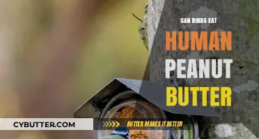 Can Birds Eat Human Peanut Butter? A Nutty Inquiry