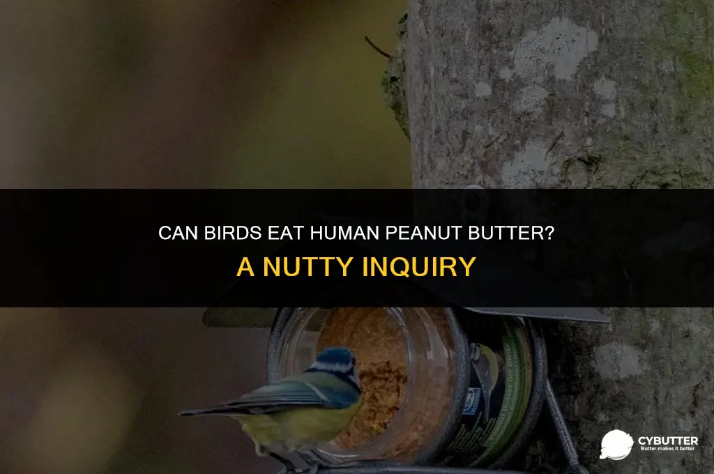 can birds eat human peanut butter