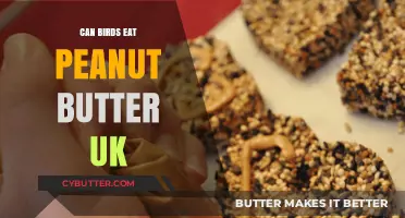 Peanut Butter for Birds: A Nutritious Treat or Harmful Indulgence?