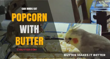 Buttered Popcorn: A Tasty Treat for Feathered Friends?