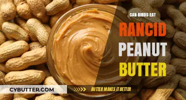 Feeding Birds: The Risks of Rancid Peanut Butter