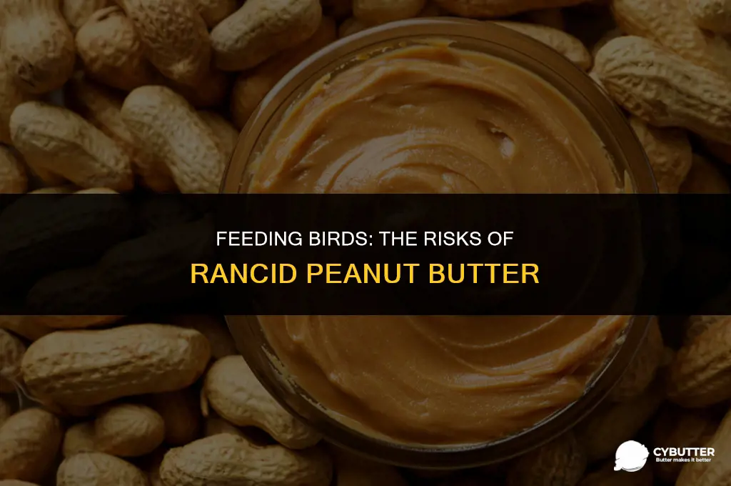 can birds eat rancid peanut butter
