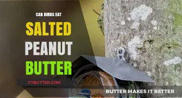 Feathered Friends and Salty Spreads: Can Birds Enjoy Peanut Butter?