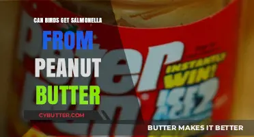 Can Birds Safely Eat Peanut Butter? Salmonella Risks Explained