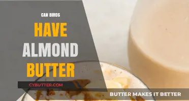 Feathered Friends and Nutty Delights: Can Birds Enjoy Almond Butter?