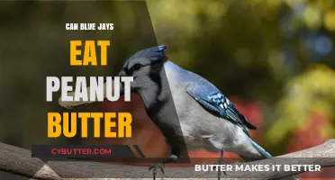 Peanut Butter Delights: A Safe Treat for Blue Jays?