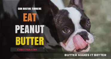 Peanut Butter for Boston Terriers: A Nutritious Treat or Not?