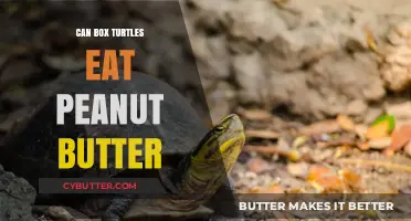 Can Box Turtles Eat Peanut Butter? A Nutritious Treat or Not?