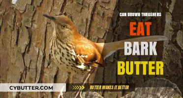 Nature's Delicacy: Brown Thrashers and the Bark Butter Feast