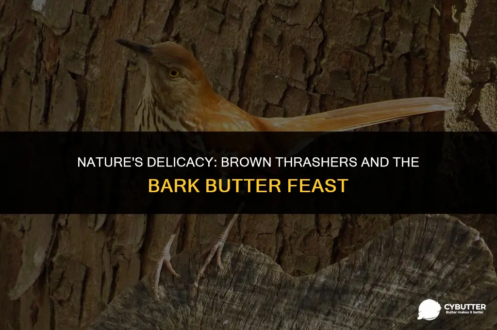can brown thrashers eat bark butter