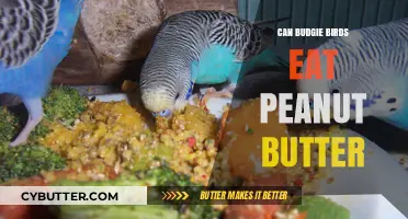 Peanut Butter for Budgies: A Nutritious Treat or a No-No?