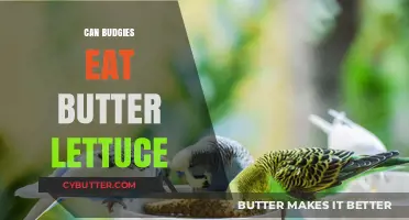 Can Budgies Eat Butter Lettuce? A Complete Guide for Owners