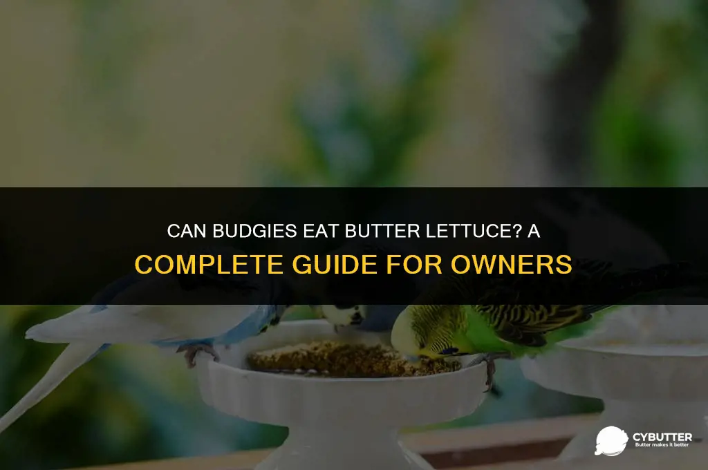 can budgies eat butter lettuce