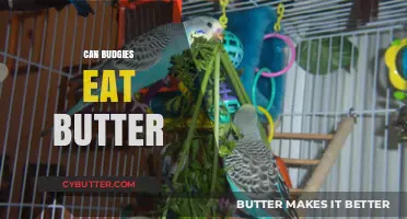 Can Budgies Eat Butter? A Comprehensive Guide to Safe Foods for Parakeets