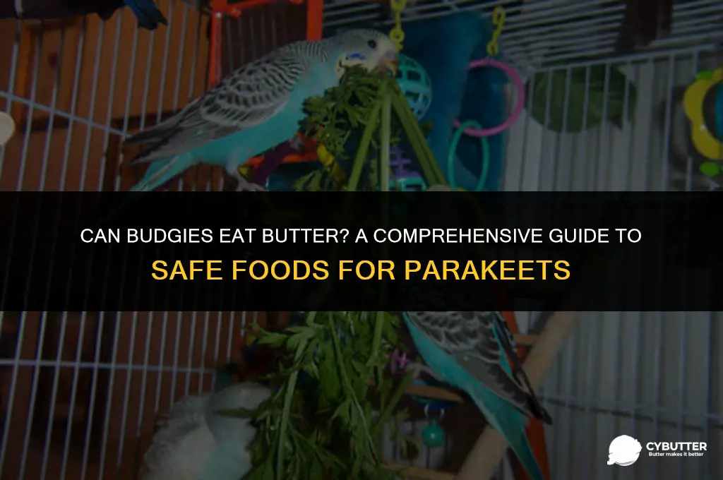 can budgies eat butter
