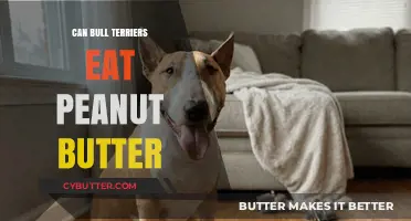 Peanut Butter for Bull Terriers: A Nutritious Treat or Not?