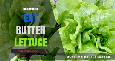 Can Bunnies Munch on Butter Lettuce? A Healthy Treat or Not?