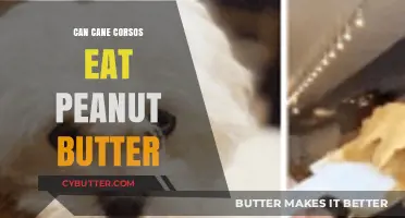 Peanut Butter for Cane Corsos: A Nutritious Treat or Not?
