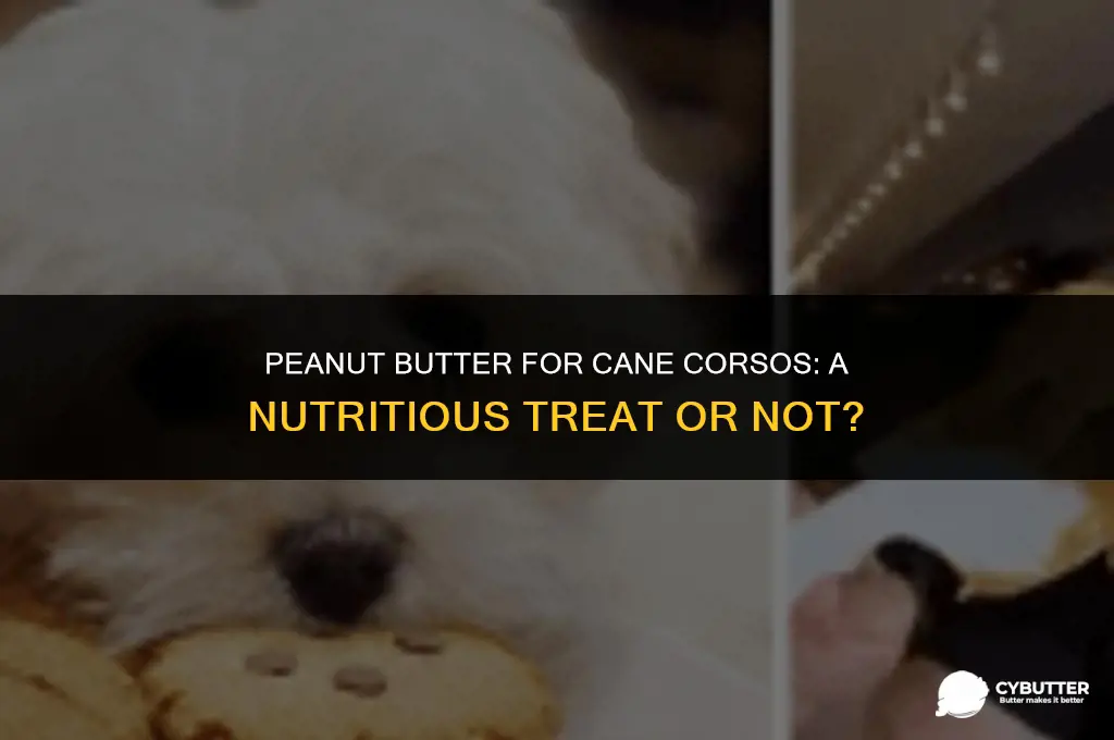 can cane corsos eat peanut butter