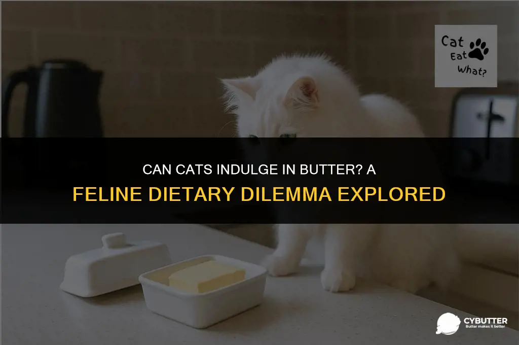 can cata eat butter