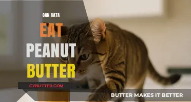 Exploring Feline Diets: Is Peanut Butter Safe for Cats?