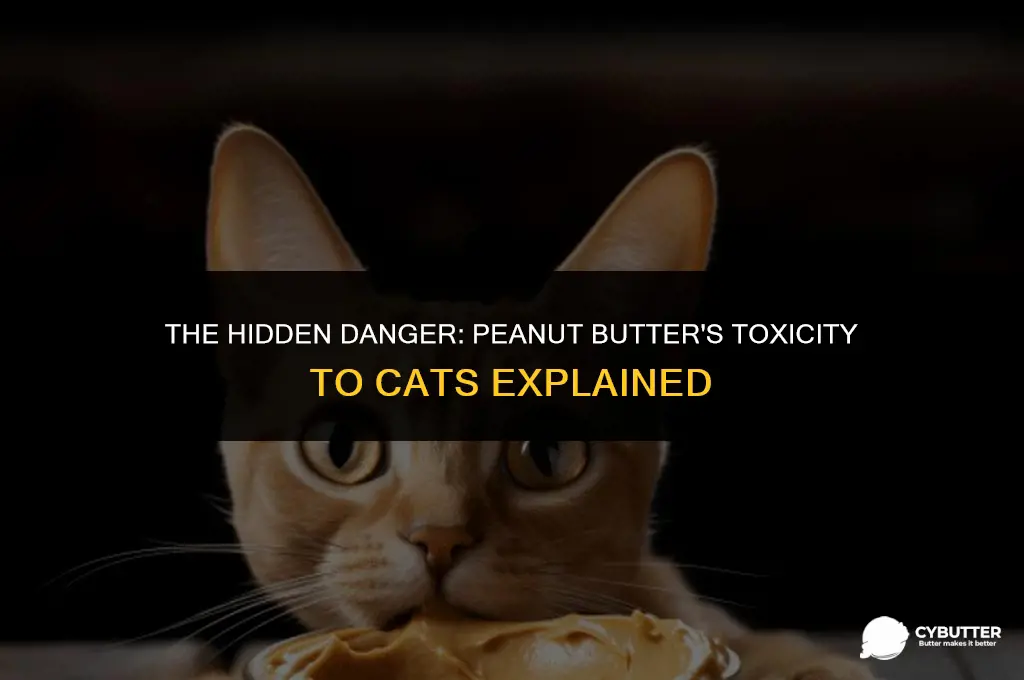 can cats die from eating peanut butter