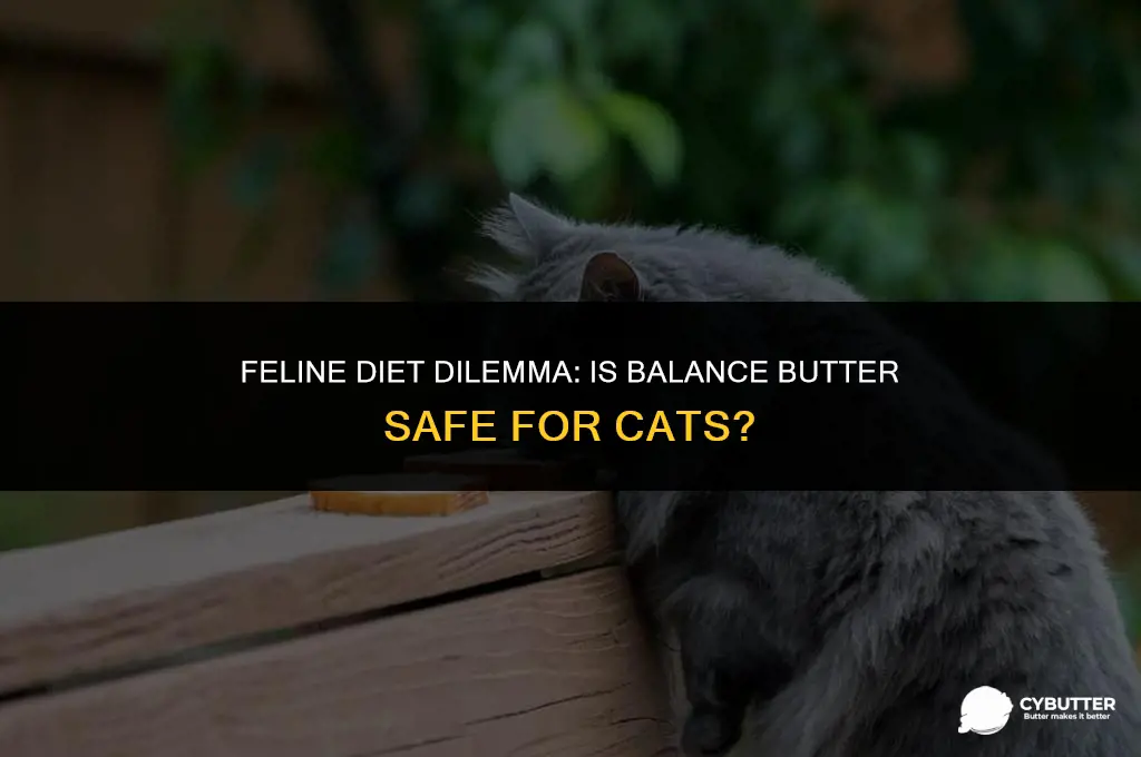 can cats eat balance butter