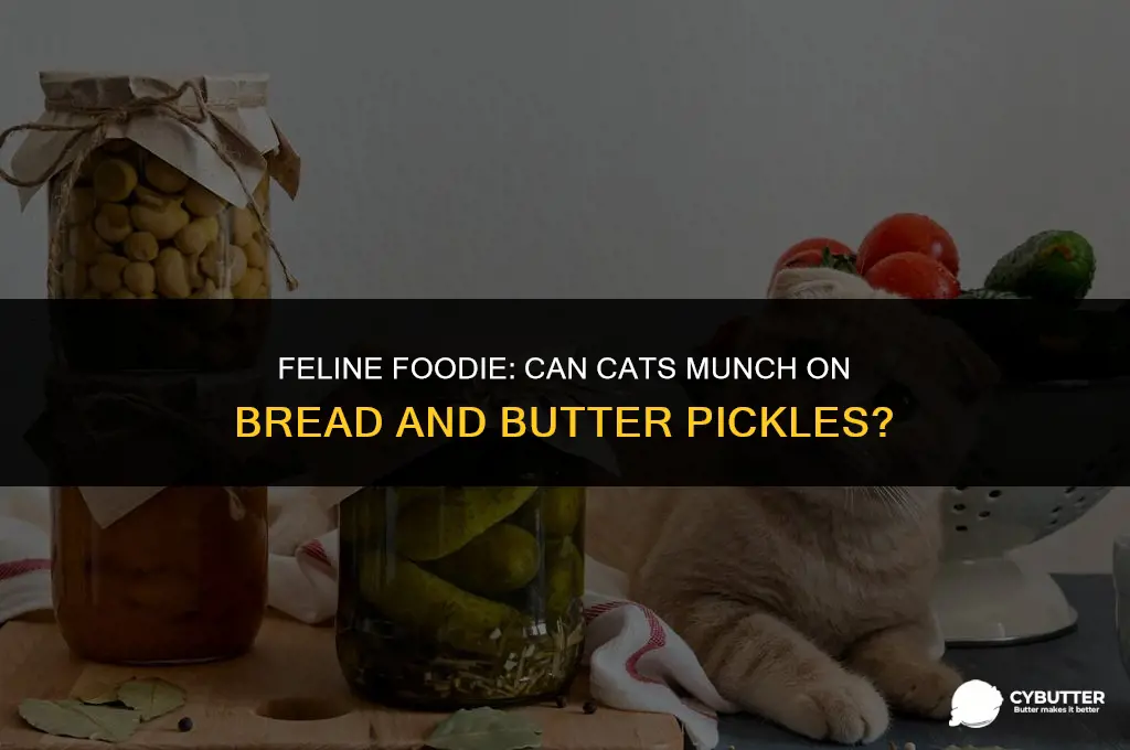 can cats eat bread and butter pickles
