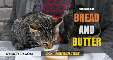 Feline Feast or Faux Pas? The Truth About Cats and Bread with Butter