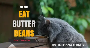 Feline Feast or Faux Pas: The Truth About Cats and Butter Beans