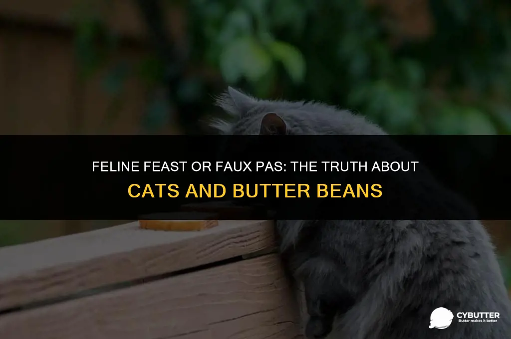 can cats eat butter beans