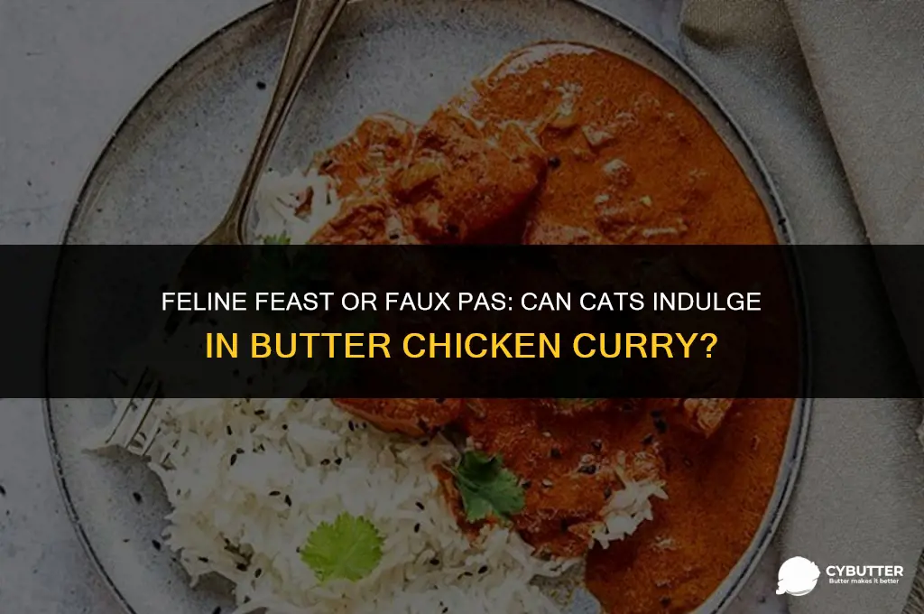 can cats eat butter chicken curry