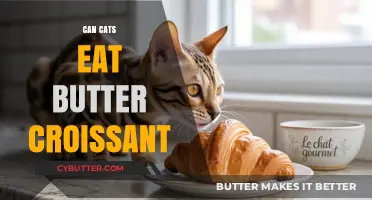 Feline Feast or Faux Pas? The Truth About Cats and Croissants