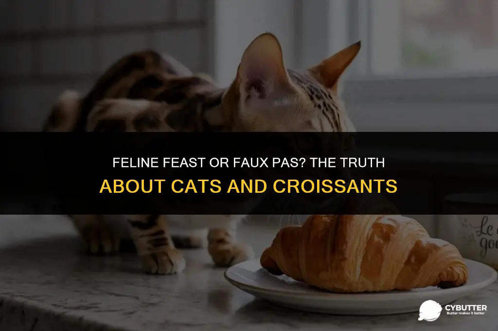 can cats eat butter croissant