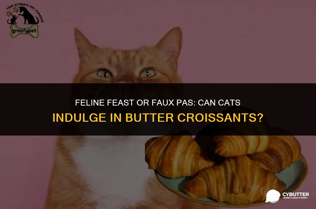 can cats eat butter crossaints