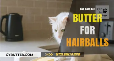 Feline Hairball Remedies: Is Butter Safe for Cats?