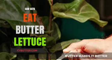 Feline Feast or Faux Pas? The Truth About Cats and Butter Lettuce