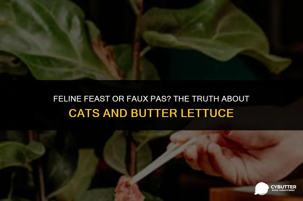 can cats eat butter lettuce