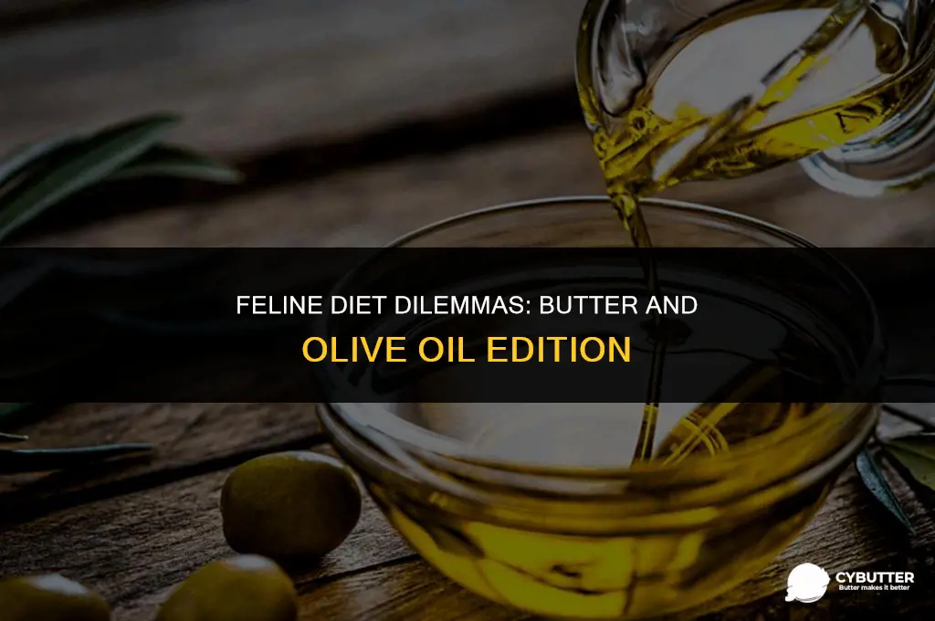 can cats eat butter or olive oil