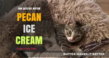 Feline Indulgence: Is Butter Pecan Ice Cream Safe for Cats?