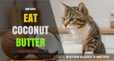 Feline Feast or Faux Pas? The Scoop on Coconut Butter for Cats