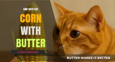 Feline Feast or Faux Pas: Can Cats Indulge in Corn with Butter?