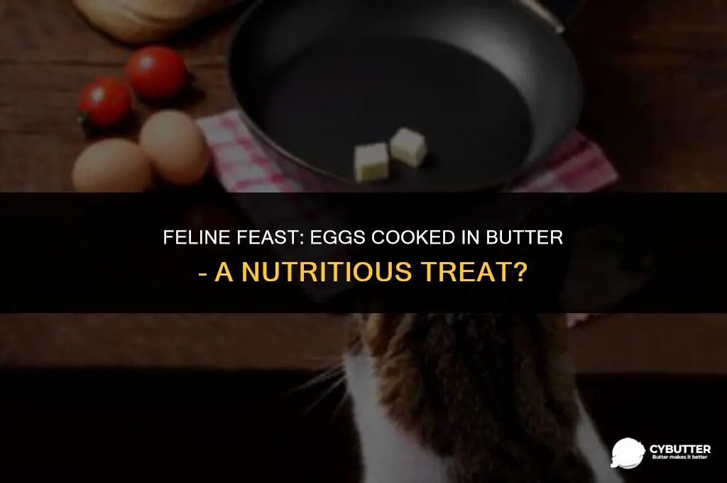 can cats eat eggs cooked in butter