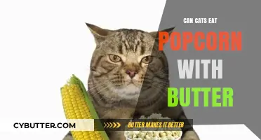 Buttered Popcorn for Cats: A Tasty Treat or Risky Snack?
