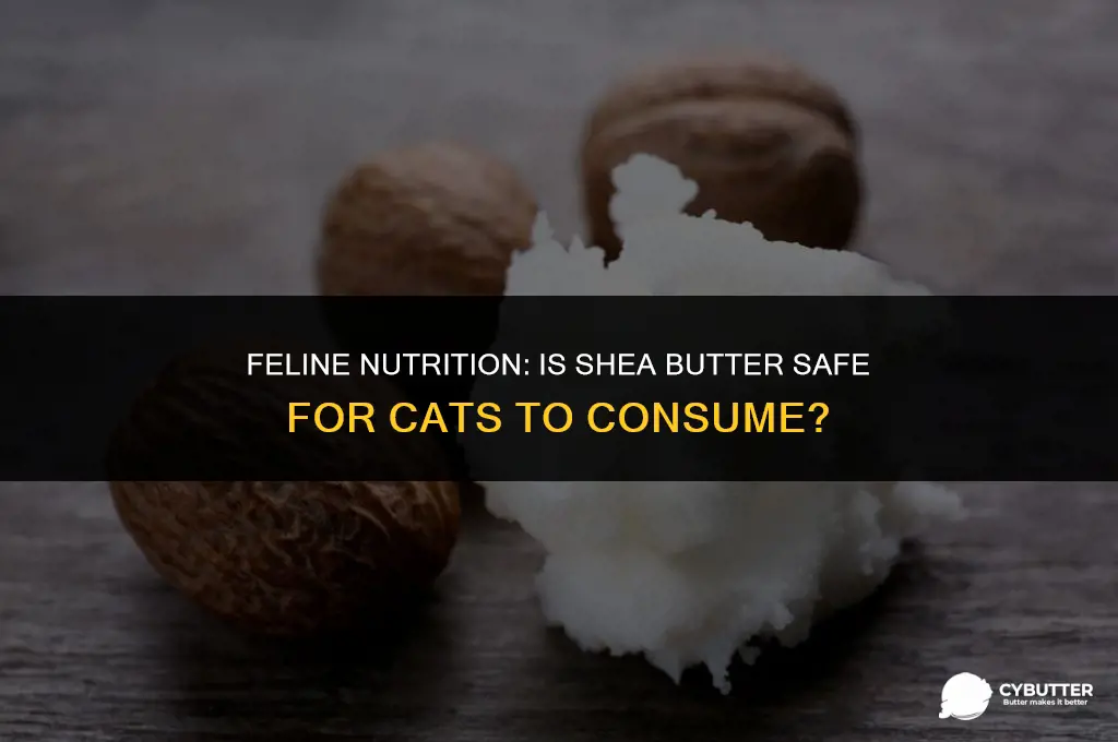 can cats eat shea butter