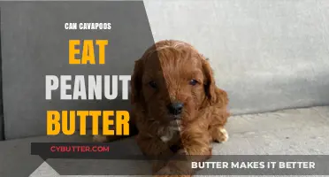 Peanut Butter for Cavapoos: A Nutritious Treat or a No-Go?