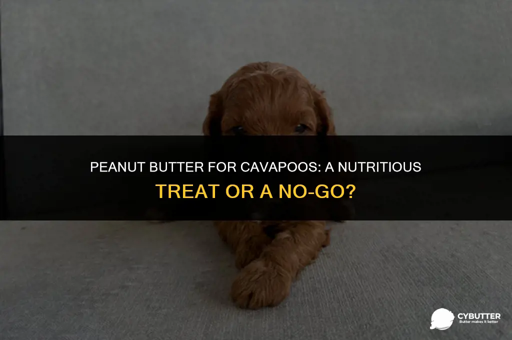 can cavapoos eat peanut butter