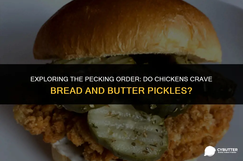 can chickens eat bread and butter pickles