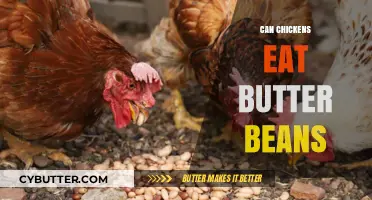 Feeding Chickens Butter Beans: A Nutritious Addition to Their Diet?