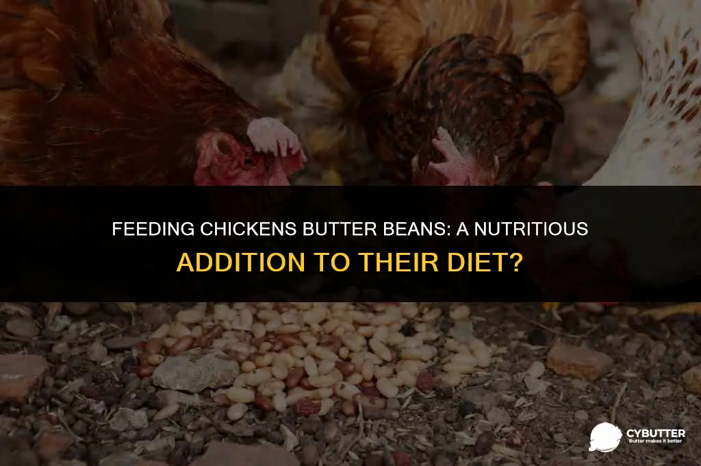can chickens eat butter beans